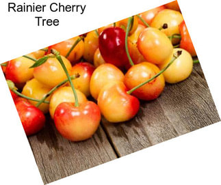 Rainier Cherry Tree