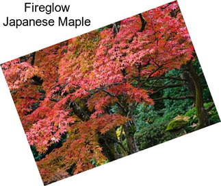 Fireglow Japanese Maple