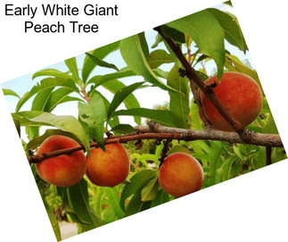 Early White Giant Peach Tree