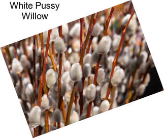 White Pussy Willow