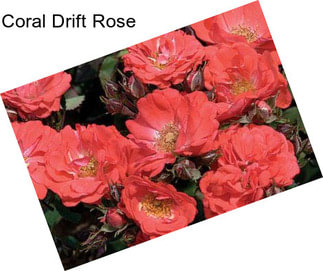 Coral Drift Rose