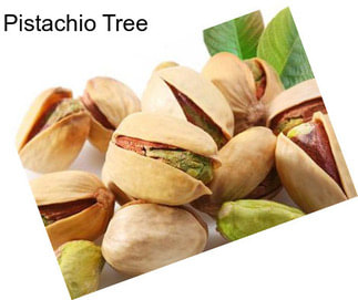 Pistachio Tree