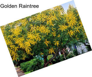 Golden Raintree