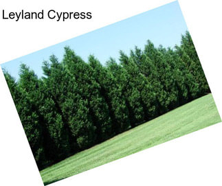 Leyland Cypress