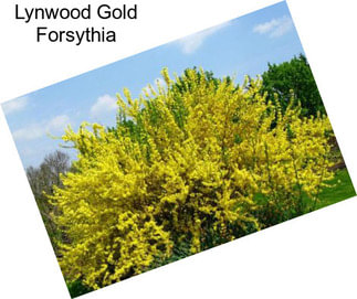 Lynwood Gold Forsythia