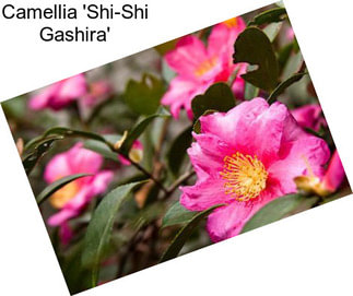 Camellia \'Shi-Shi Gashira\'