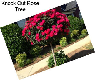 Knock Out Rose Tree