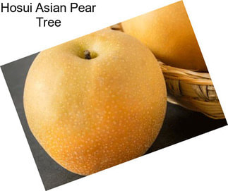 Hosui Asian Pear Tree