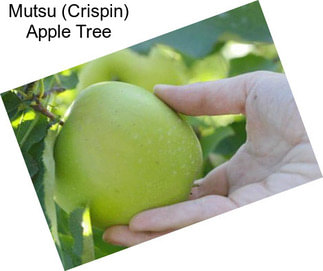 Mutsu (Crispin) Apple Tree