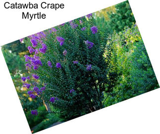 Catawba Crape Myrtle