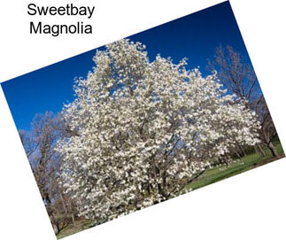 Sweetbay Magnolia