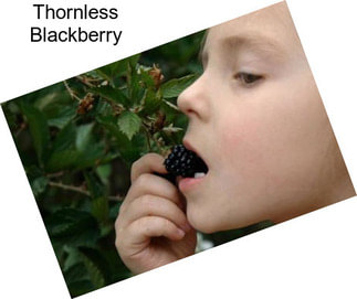 Thornless Blackberry