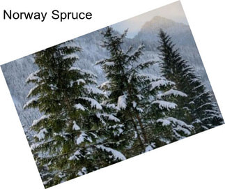 Norway Spruce