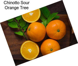 Chinotto Sour Orange Tree