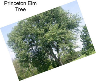 Princeton Elm Tree