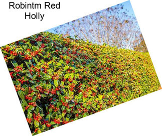 Robintm Red Holly
