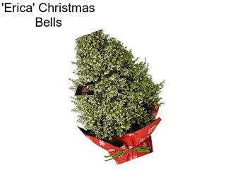 \'Erica\' Christmas Bells