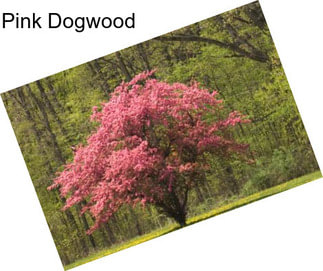 Pink Dogwood