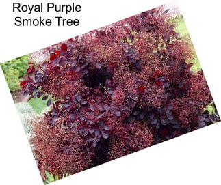 Royal Purple Smoke Tree