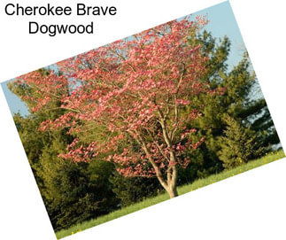 Cherokee Brave Dogwood