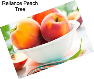 Reliance Peach Tree