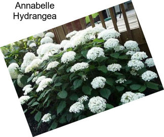 Annabelle Hydrangea