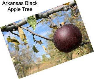 Arkansas Black Apple Tree