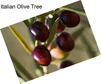 Italian Olive Tree