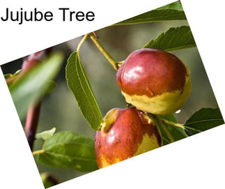 Jujube Tree