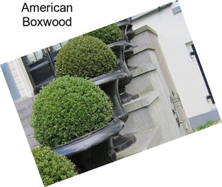 American Boxwood