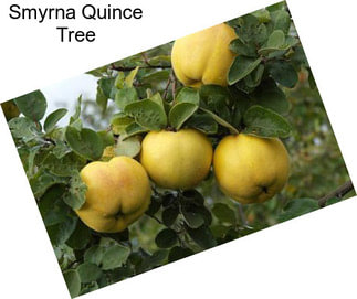 Smyrna Quince Tree