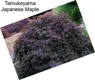 Tamukeyama Japanese Maple