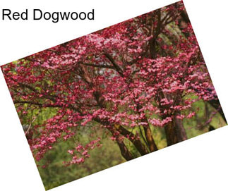 Red Dogwood