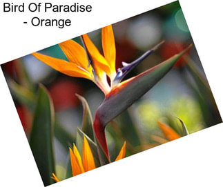 Bird Of Paradise - Orange