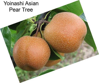 Yoinashi Asian Pear Tree