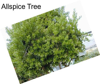 Allspice Tree