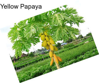 Yellow Papaya