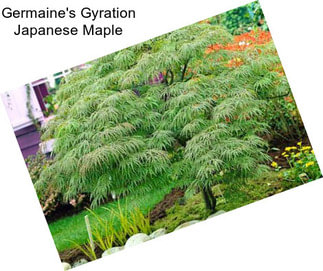 Germaine\'s Gyration Japanese Maple