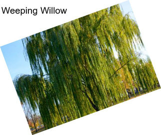 Weeping Willow