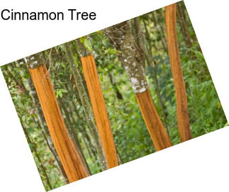 Cinnamon Tree