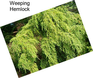 Weeping Hemlock