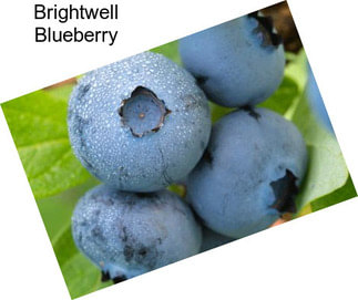 Brightwell Blueberry