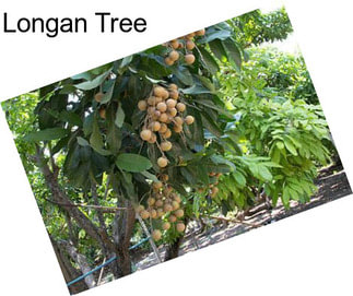 Longan Tree