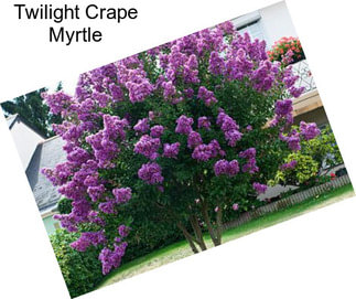 Twilight Crape Myrtle