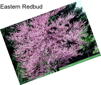 Eastern Redbud