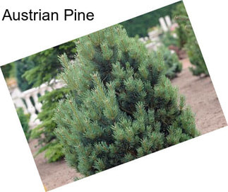 Austrian Pine