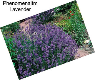 Phenomenaltm Lavender