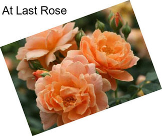 At Last Rose