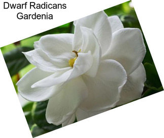 Dwarf Radicans Gardenia