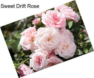 Sweet Drift Rose